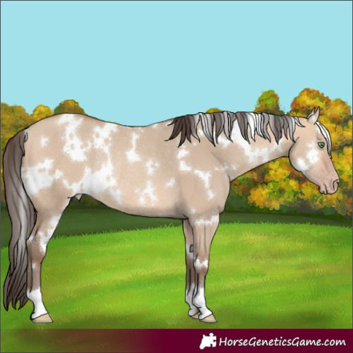 Horse Color:White Spotted Amber Champagne Dun Rabicano