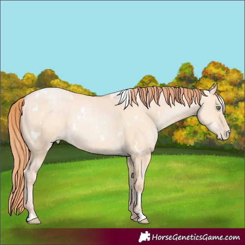 Horse Color:White Spotted Classic Champagne Pearl Dun Rabicano 