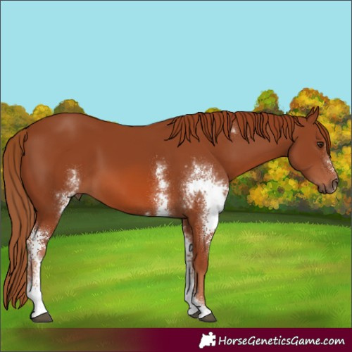 Horse Color:Chestnut Sabino 