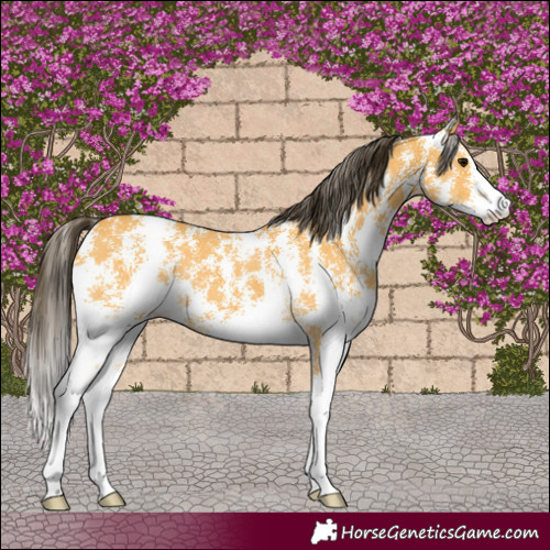 Horse Color:Buckskin Sabino