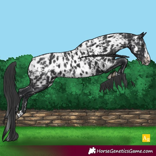 Horse Color:Black Near Leopard  and Black Splash Near Leopard 