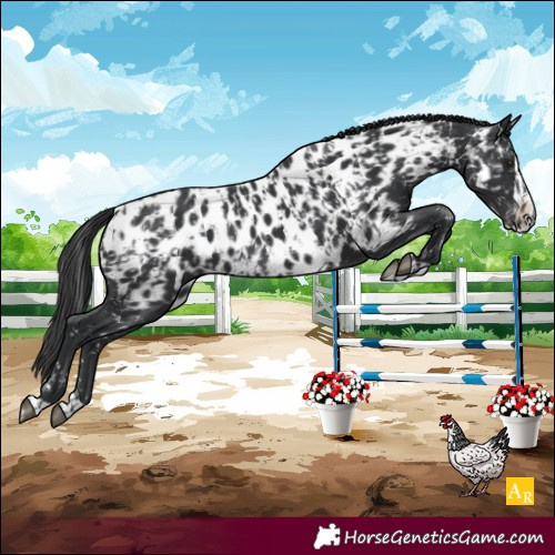 Horse Color:Black Appaloosa  and Black Splash Appaloosa 
