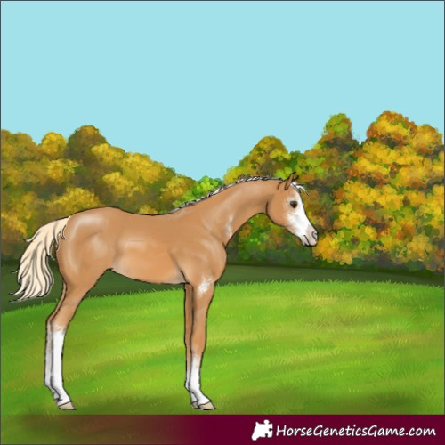 Horse Color:Palomino Sabino 