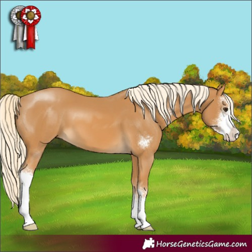 Horse Color:Palomino Sabino