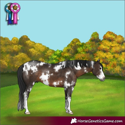 Horse Color:Gray White Spotted Brown Sabino