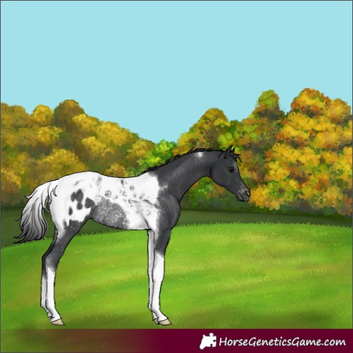 Horse Color:Black Tobiano Appaloosa Rabicano 