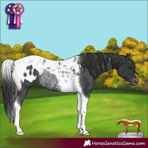 Horse Color:Black Tobiano Blanket Rabicano 