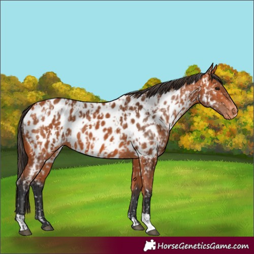 Horse Color:Bay Appaloosa and Bay Appaloosa
