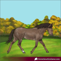 Horse Color:Liver Red Dun Rabicano