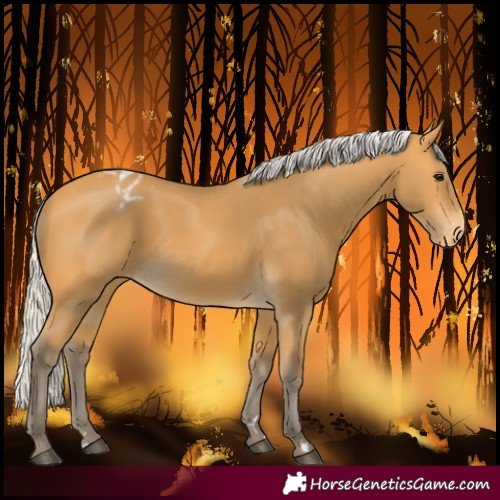Horse Color:Silver Buckskin Blanket 