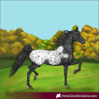 Horse Color:Black Appaloosa and Black Appaloosa