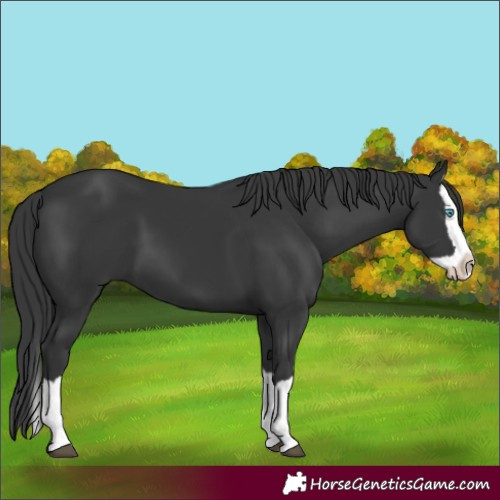 Horse Color:Black Splash 