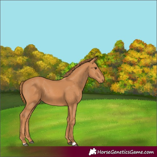 Horse Color:Chestnut 