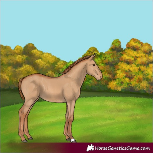 Horse Color:Red Dun