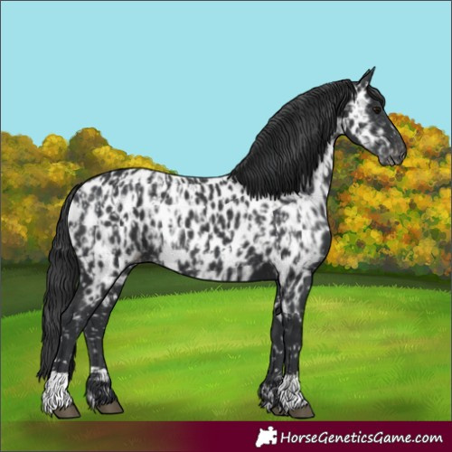 Horse Color:Black Appaloosa and Black Appaloosa Rabicano