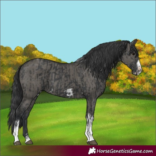 Horse Color:Unknown 