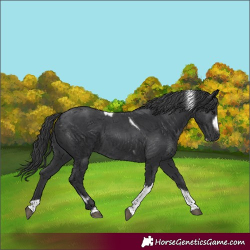Horse Color:Black Tobiano Frame and Black Tobiano Frame