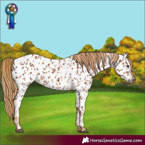 Horse Color:Gray Chestnut Appaloosa and Gray Chestnut Appaloosa