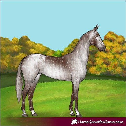 Horse Color:Gray Chestnut Blanket and Gray Chestnut Blanket