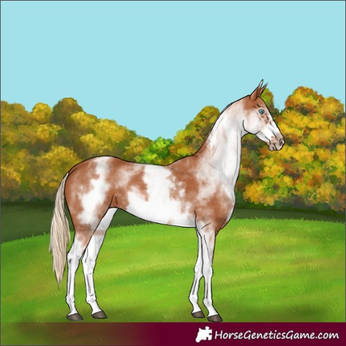 Horse Color:White Spotted Chestnut Frame