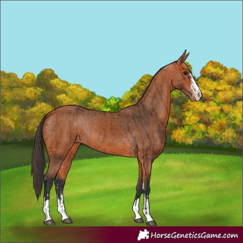 Horse Color:Bay Appaloosa and Bay Appaloosa