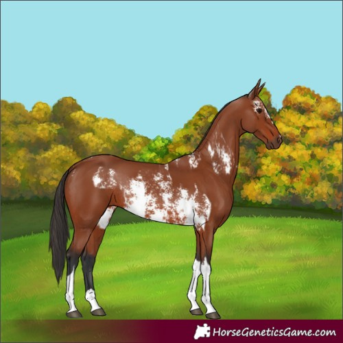 Horse Color:Bay Sabino Rabicano  and Bay Tobiano Rabicano 