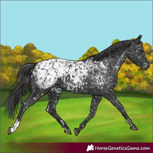 Horse Color:Black Blanket  and Black Blanket 