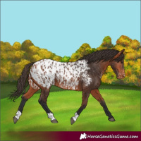 Horse Color:Bay Appaloosa  and Bay Appaloosa 