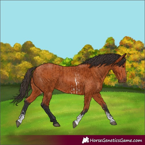 Horse Color:Bay Sabino Rabicano  and Bay Sabino Rabicano 