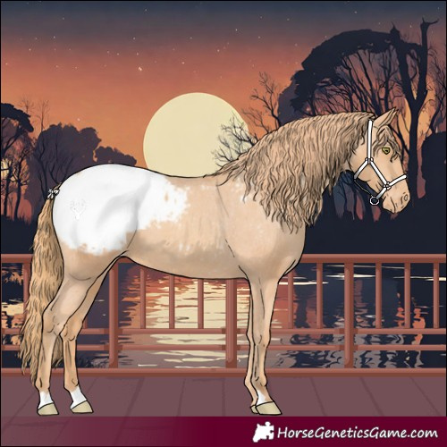 Horse Color:Gold Champagne Snowcap 
