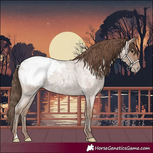 Horse Color:Classic Champagne Roan Snowcap 