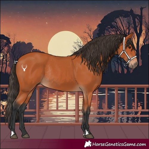Horse Color:Bay Rabicano 