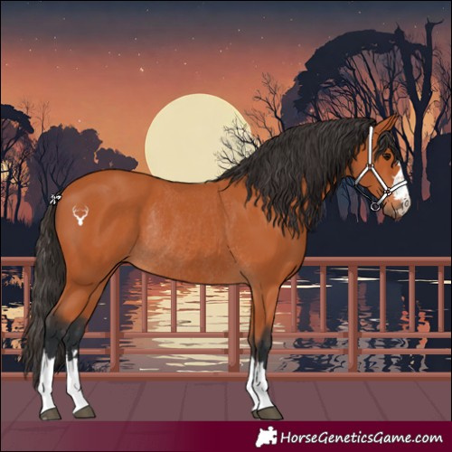 Horse Color:Bay Rabicano 