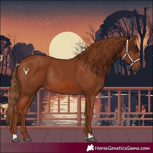 Horse Color:Chestnut Rabicano