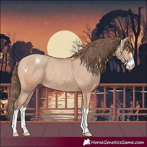 Horse Color:Amber Champagne Appaloosa