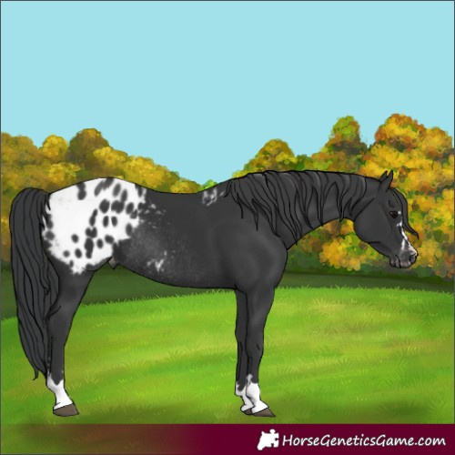 Horse Color:Black Appaloosa Rabicano 