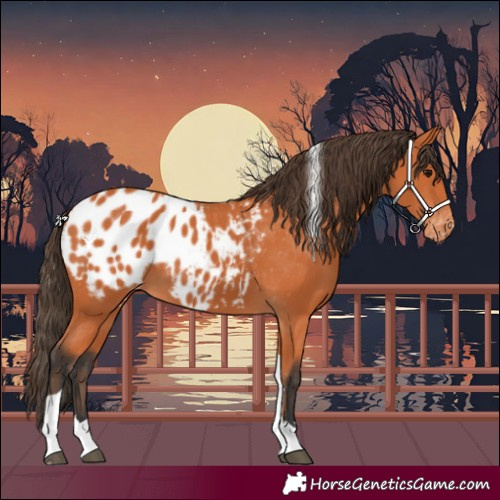Horse Color:Bay Tobiano Blanket 