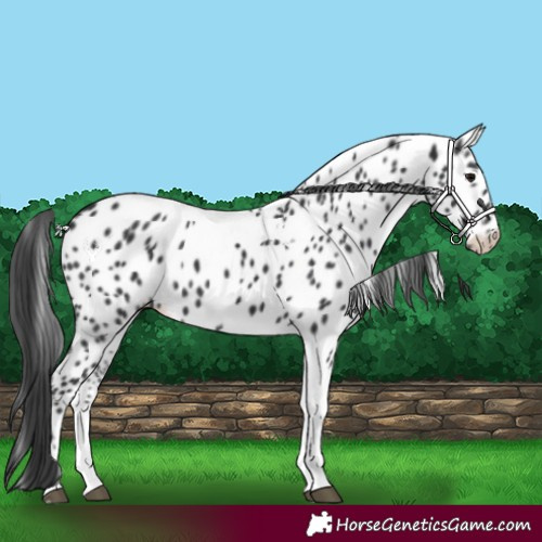Horse Color:Black Tobiano Near Leopard