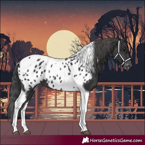 Horse Color:Black Tobiano Appaloosa 