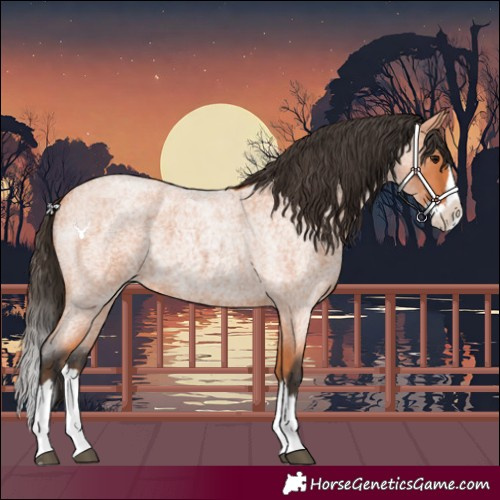 Horse Color:Bay Roan Splash 