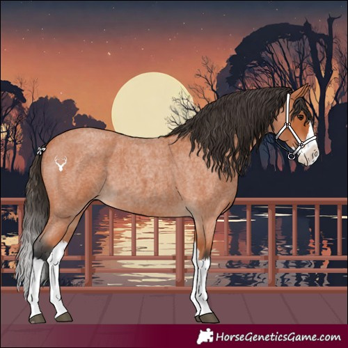 Horse Color:Bay Roan Splash