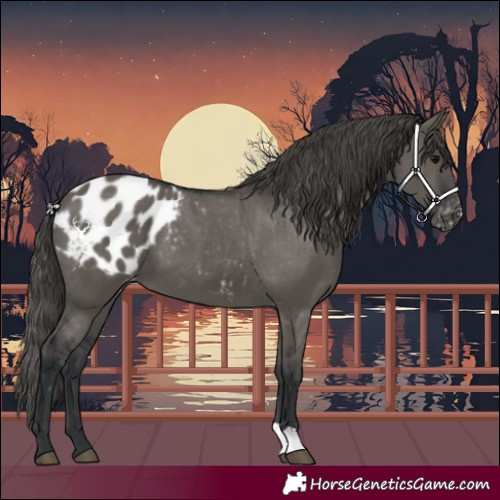 Horse Color:Grullo Blanket