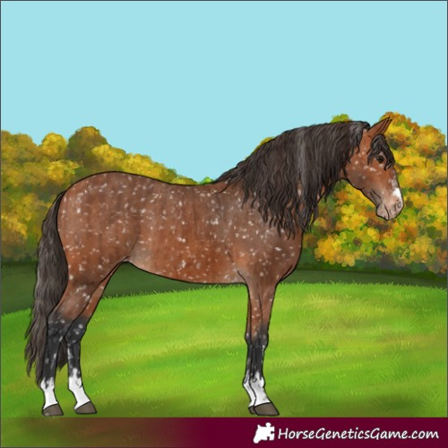 Horse Color:Bay Appaloosa and Bay Appaloosa