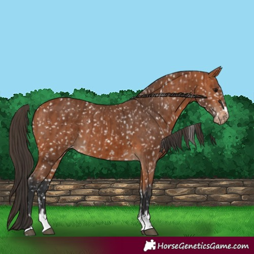Horse Color:Bay Snowflake Varnish and Bay Snowflake Varnish