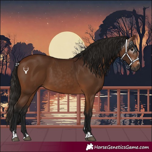 Horse Color:Gray Bay 