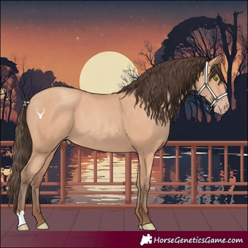 Horse Color:Amber Champagne