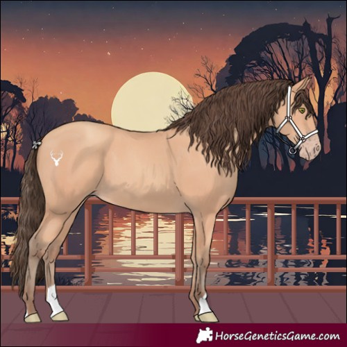 Horse Color:Amber Champagne 
