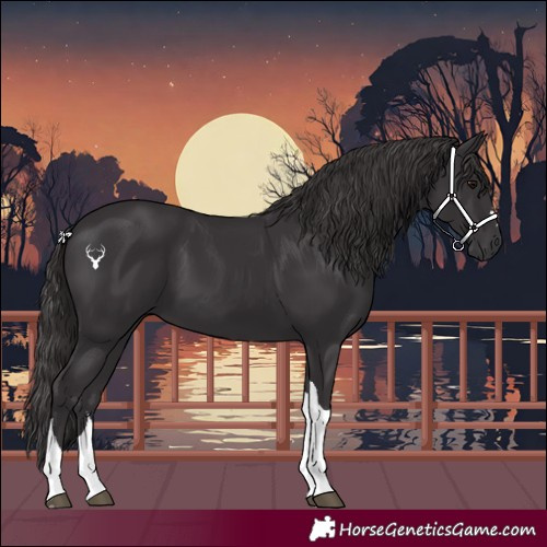 Horse Color:Smoky Black Tobiano