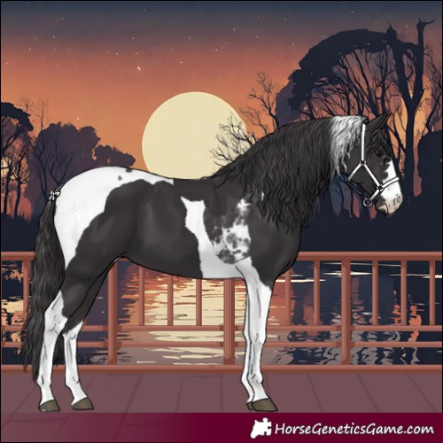 Horse Color:Smoky Black Tobiano 