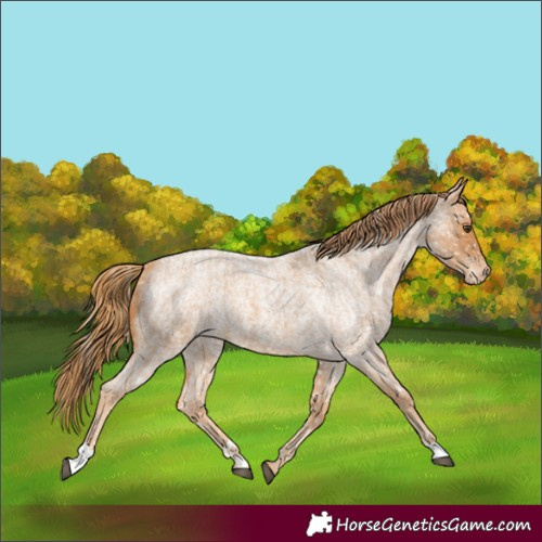 Horse Color:Red Roan Appaloosa  and Red Roan Appaloosa 